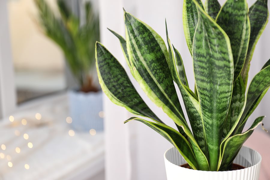 Pests and Disease