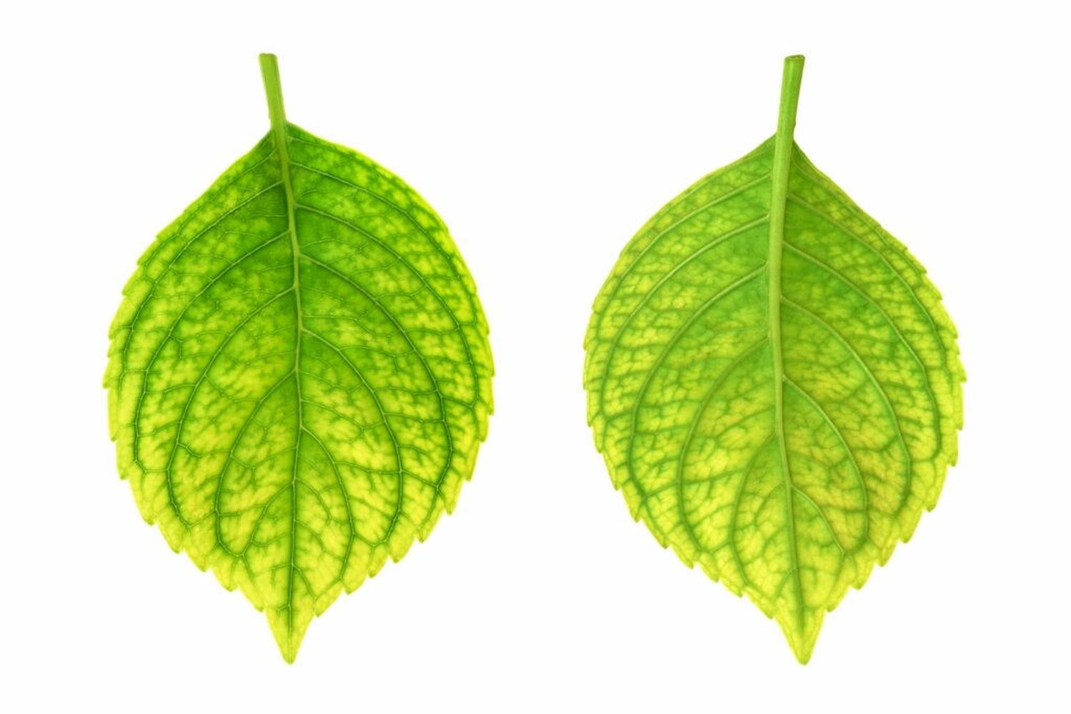 Environmental Stress