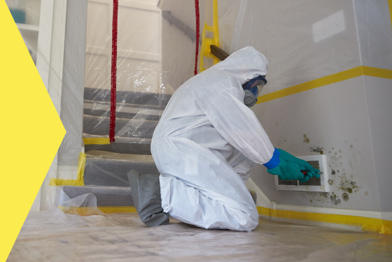 Removing Mold Safely