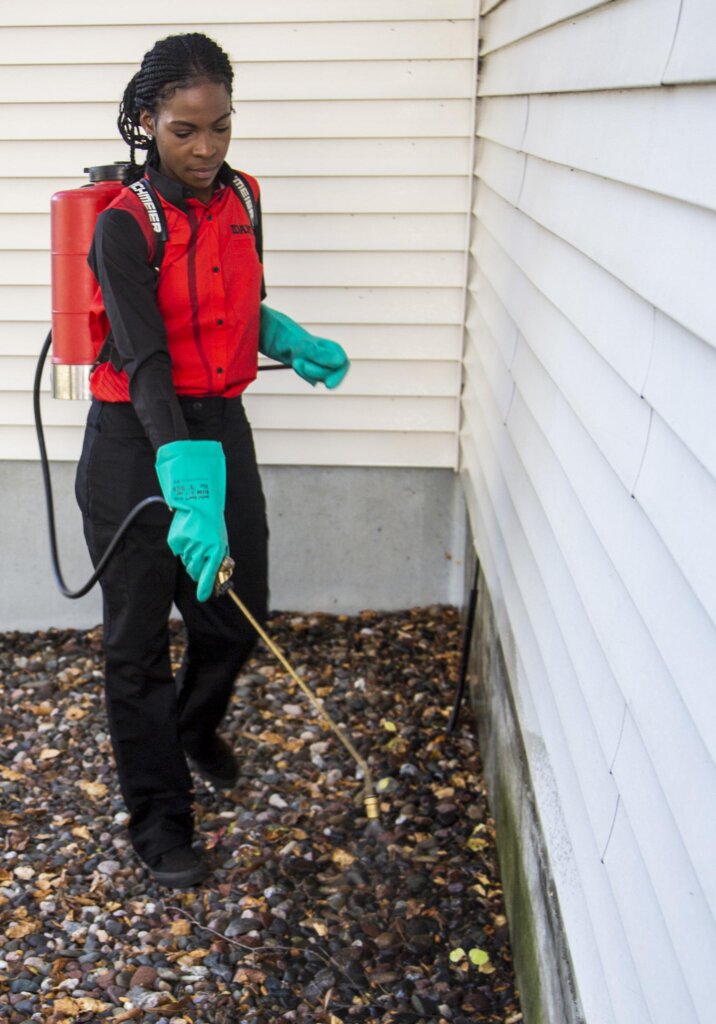 Pest Control in Utah County Serves with Customized and the Most Effective Products and Techniques