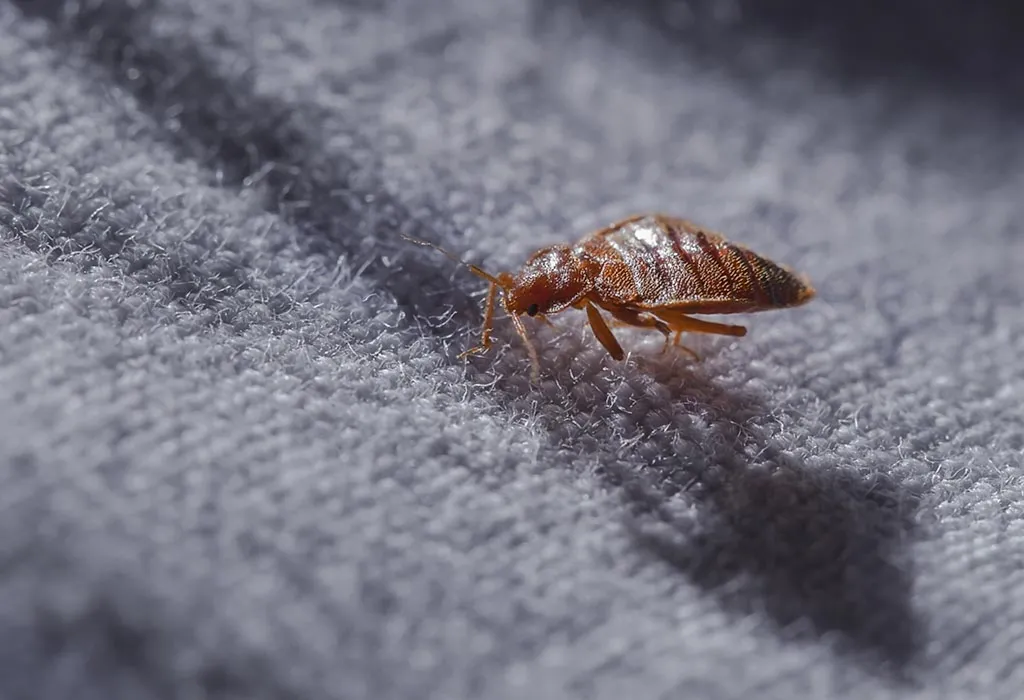 Preventing Bed Bug Reinfestations