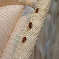 Inspecting Infested Areas