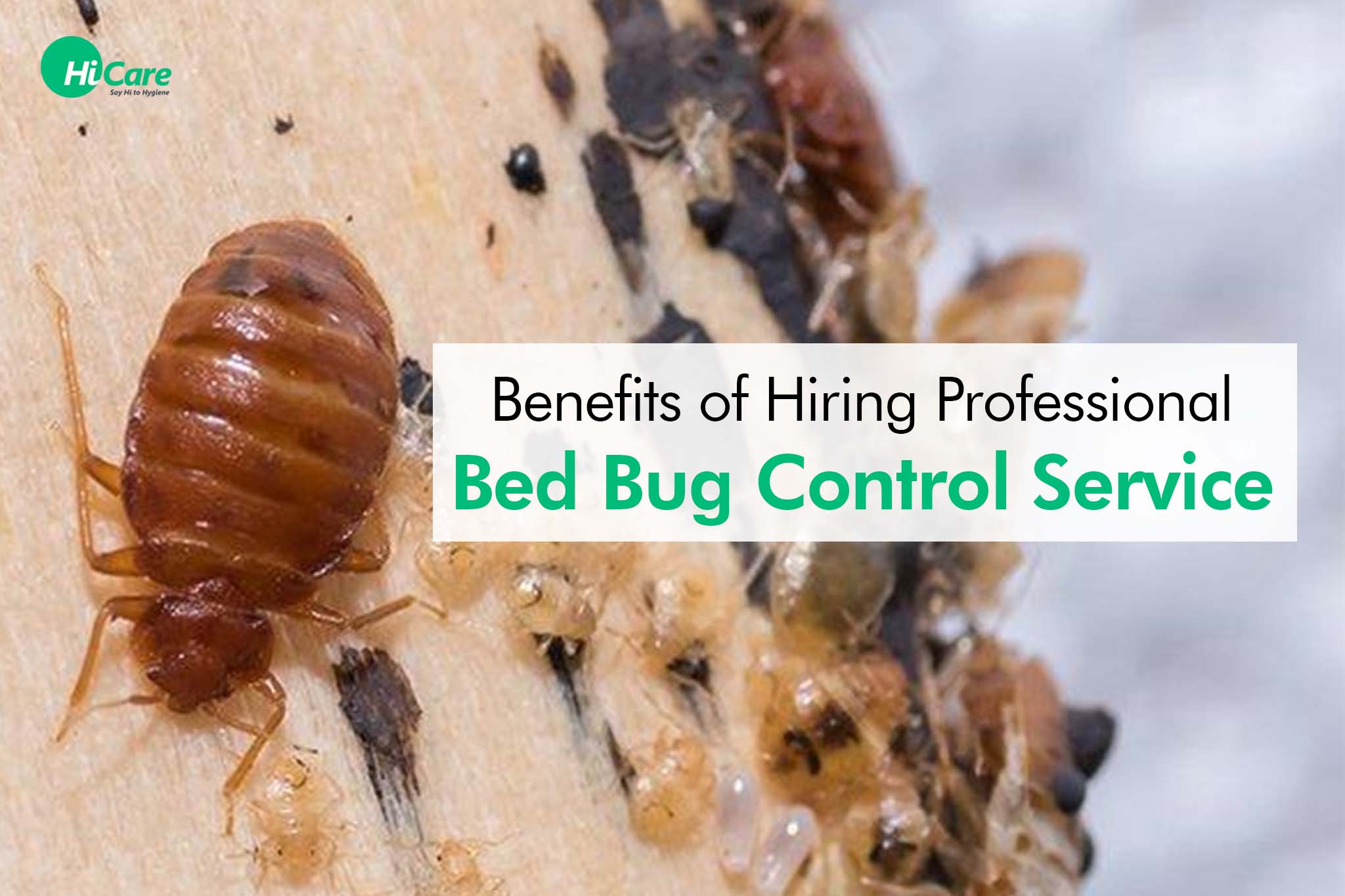 Bed Bug Removal Products Review