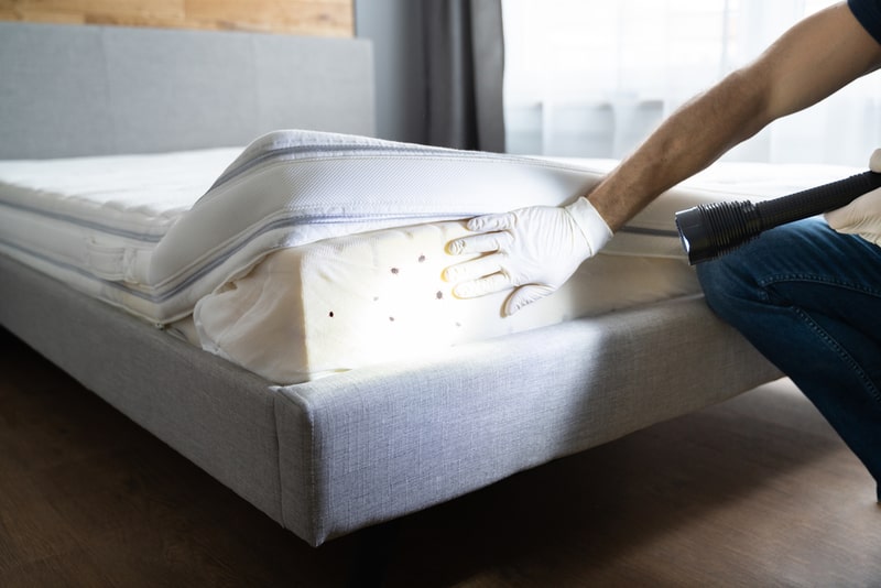 Effortless Bed Bug Eradication Solutions