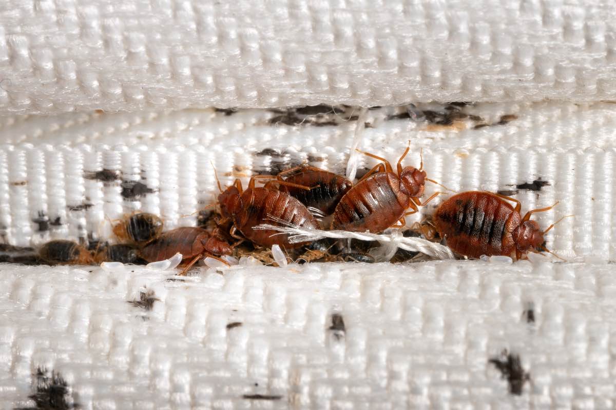 Premium Pest Control for Bed Bugs
