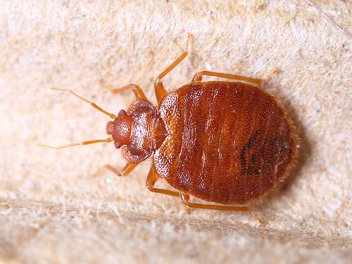Steps for Effective Bed Bug Removal