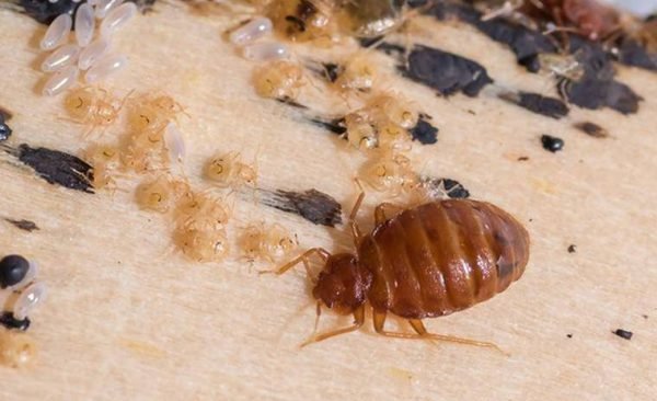 Cost-Effective Pest Management Strategies