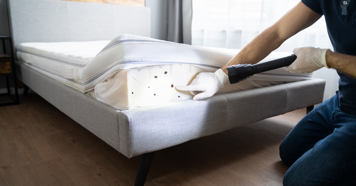 Eco-Friendly Pest Control Solutions