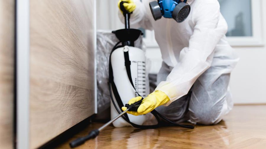 DIY Vs. Professional Extermination