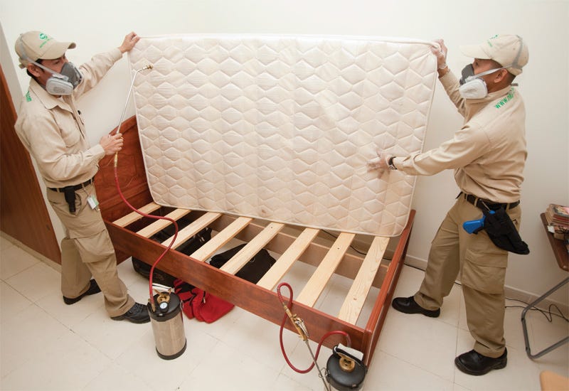 Preventing Future Infestations