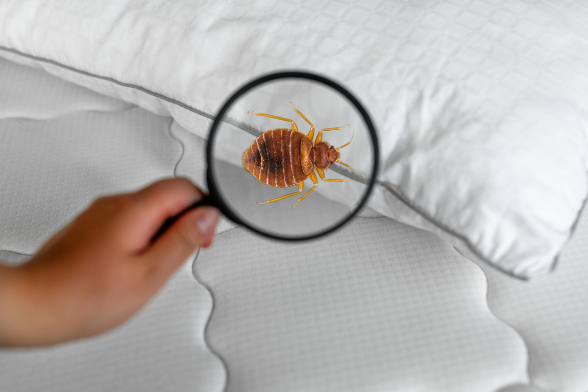 Inspection and Detection Techniques