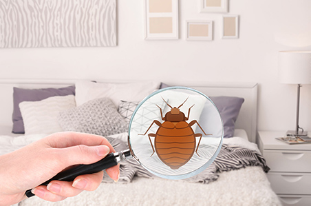 Benefits of Hiring Exterminators