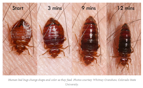 Preventing Future Infestations