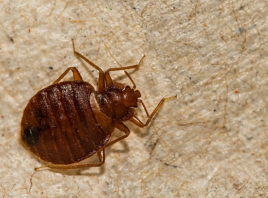 Treatment Options for Bed Bugs