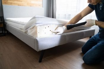 Understanding Bed Bug Treatment Options