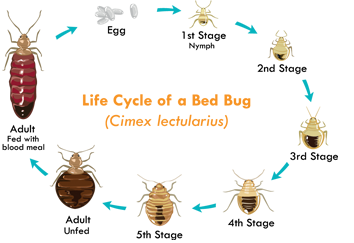 Maintaining a Bed Bug-Free Environment