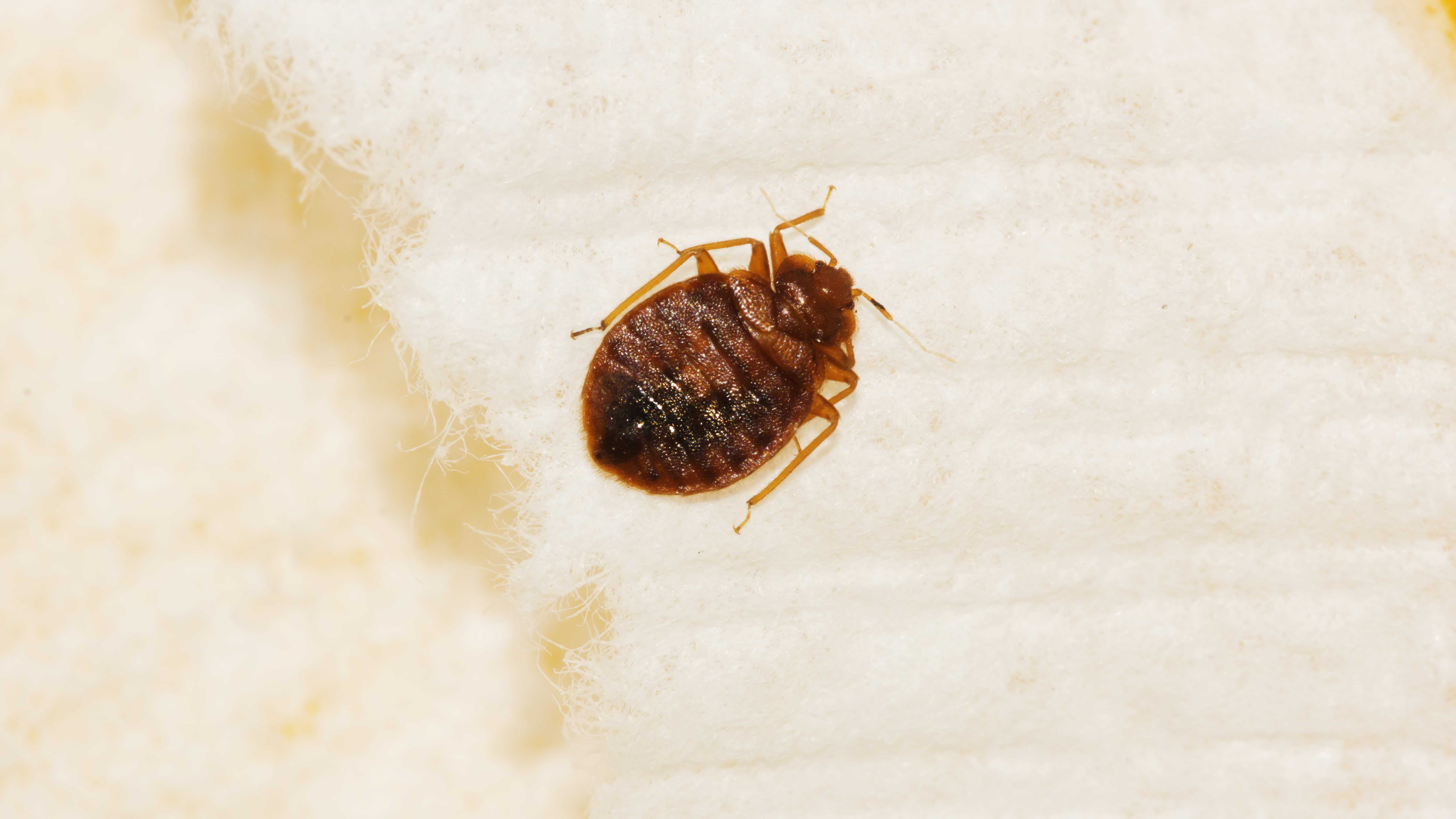 Effective Bed Bug Inspection Techniques