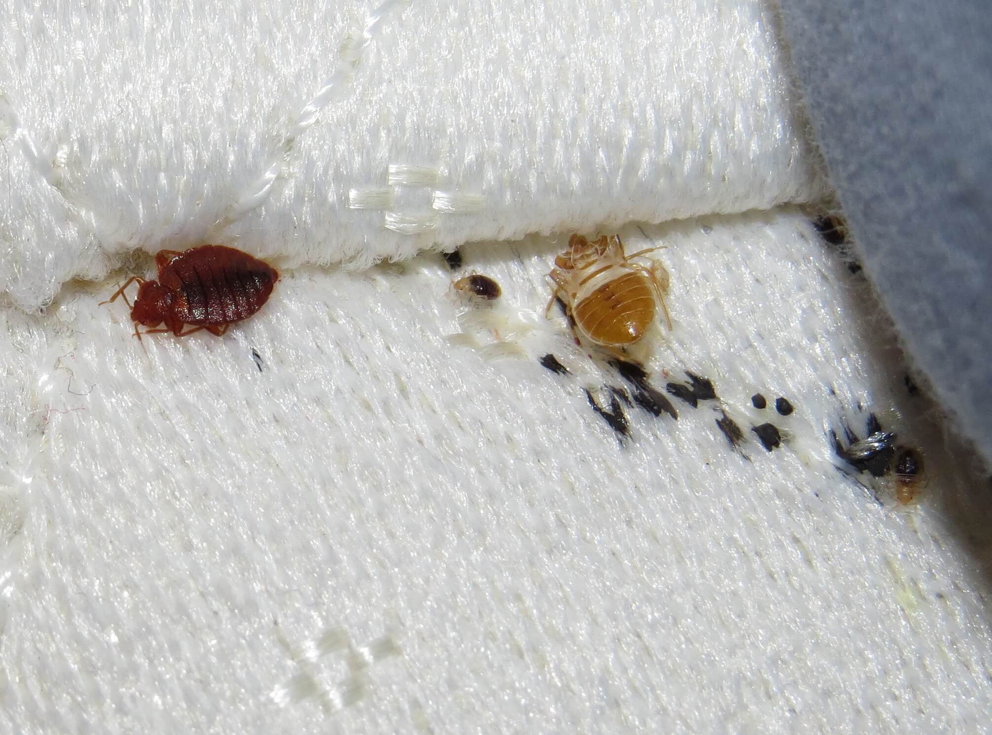 Integrated Pest Management