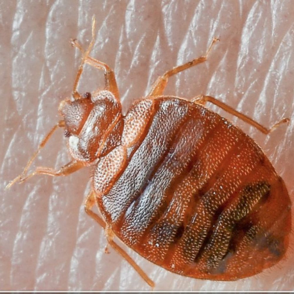 Safe and Effective Extermination Methods
