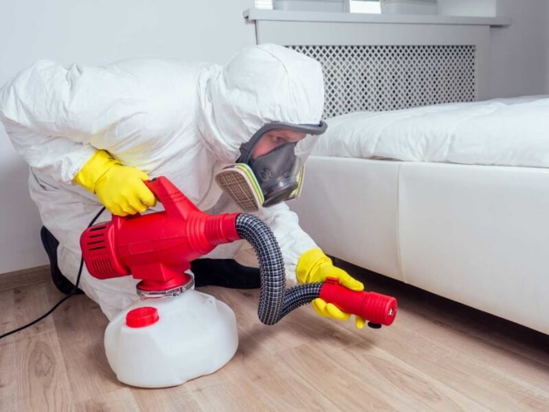 Signs of an Infestation