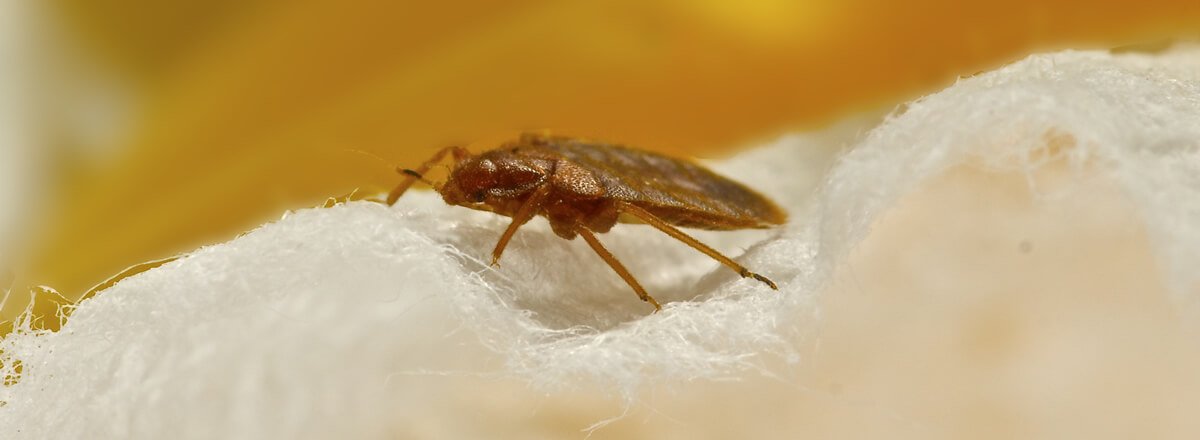 Professional Extermination Services