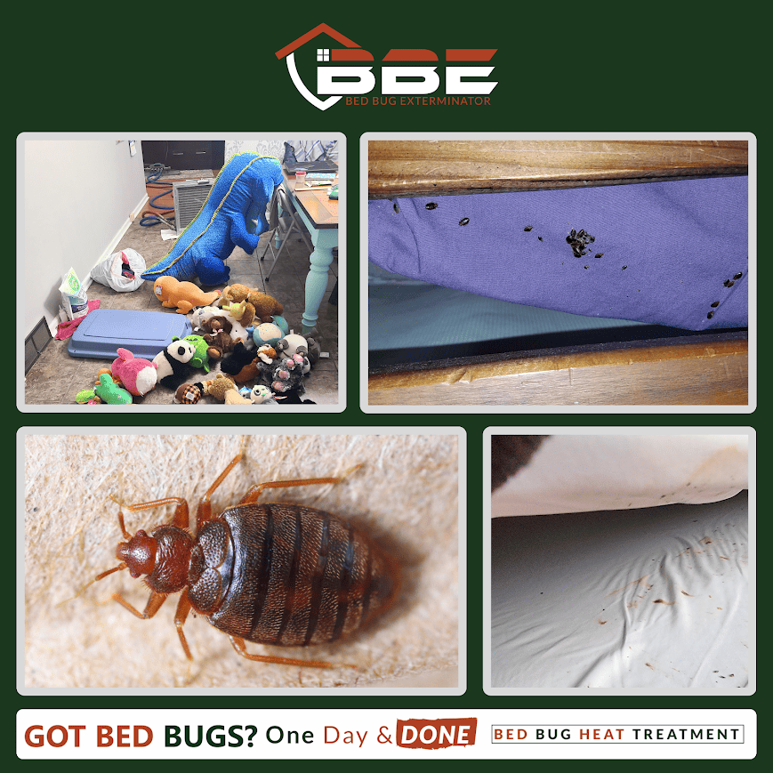 The Bed Bug Removal Process