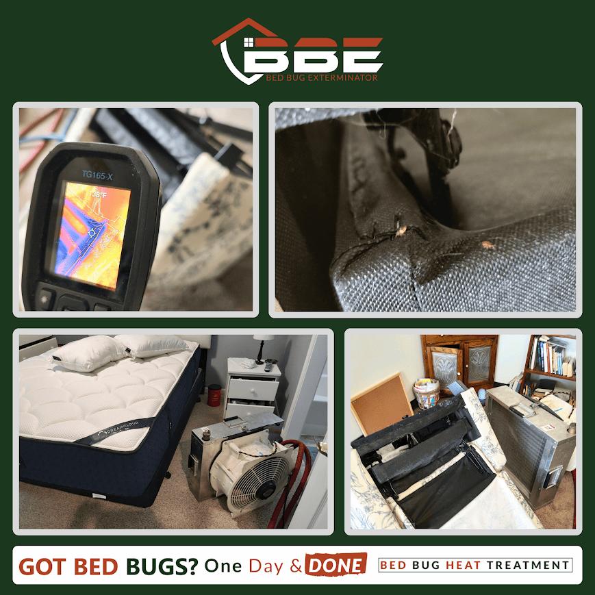 DIY Bed Bug Solutions