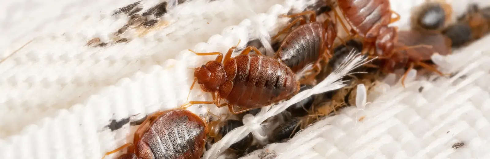 Tips for Bed Bug Prevention