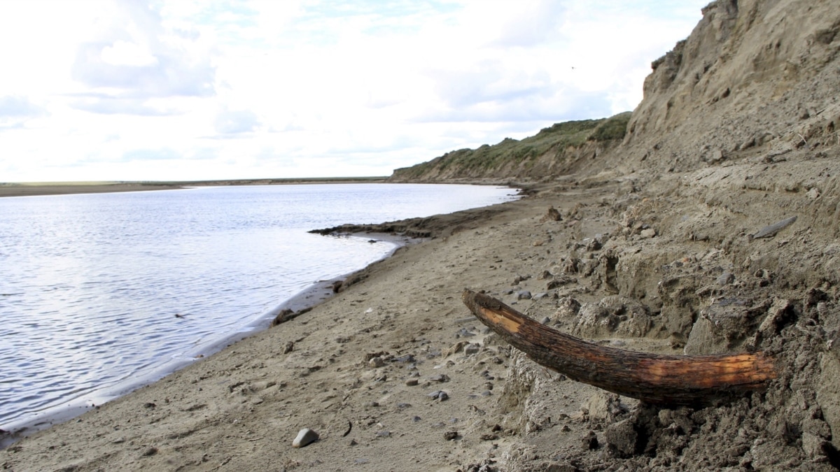 Some Known Incorrect Statements About Alaskan Fossils 