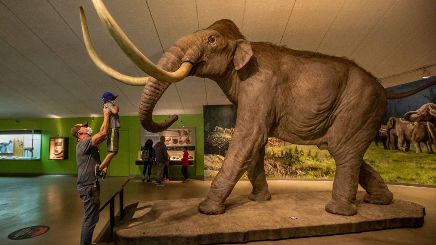 Little Known Facts About Alaskan Fossils.