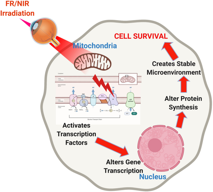 Some Known Details About Photobiomodulation 